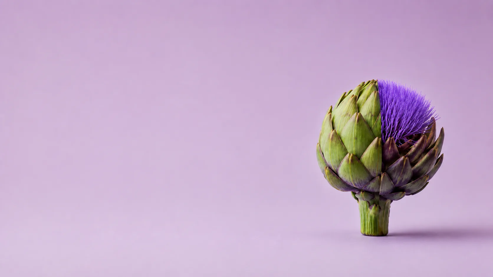 Carciofo che si apre mostrando un fiore viola, su fondo lilla